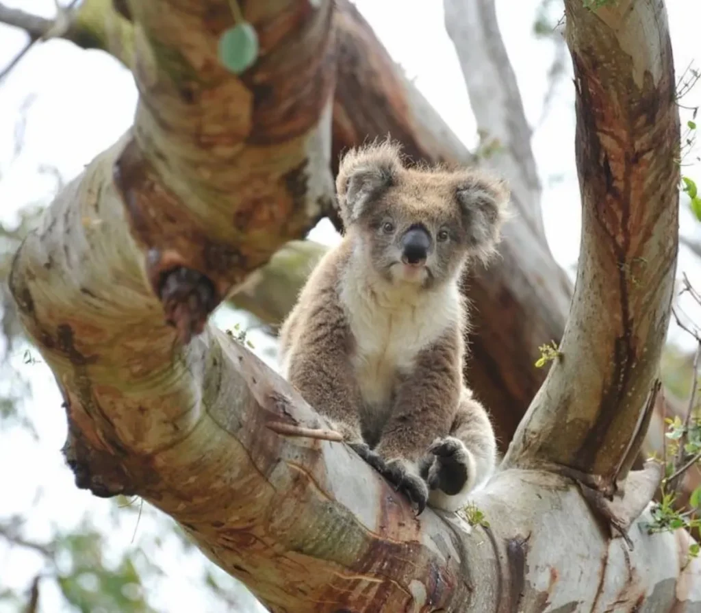 Cape Otway