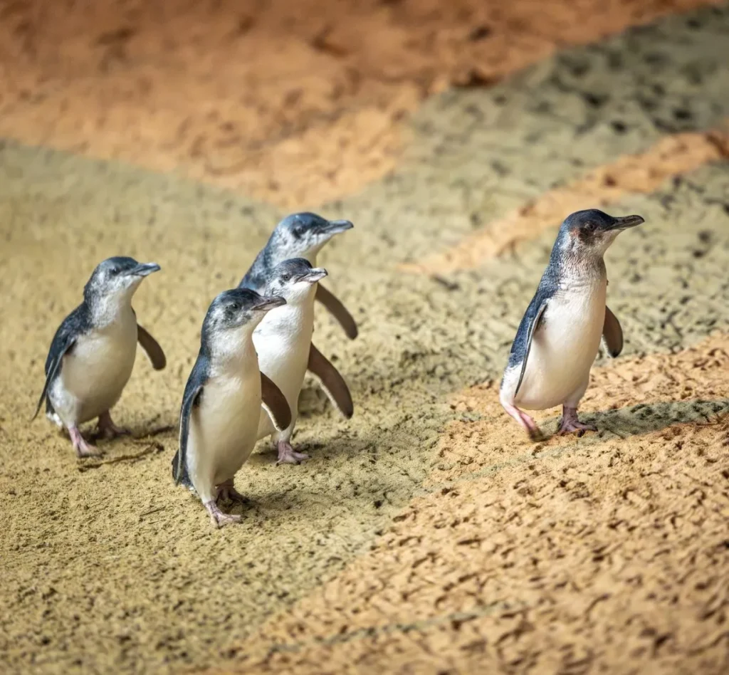 Guided Ranger Tour – Penguin Parade