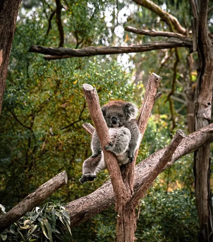 Koala Conservation Reserve