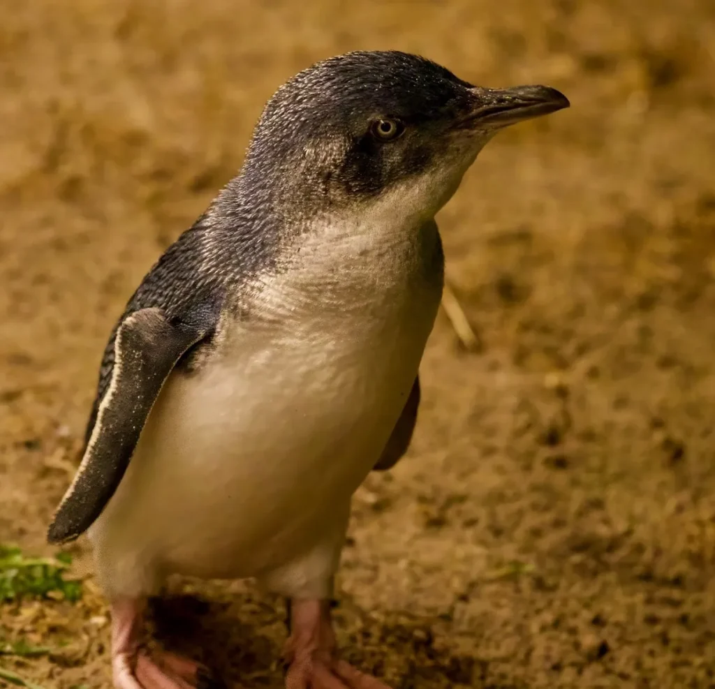 Penguin Parade