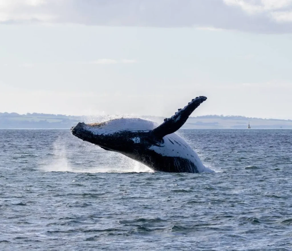 Phillip Island Nature Parks Education Program