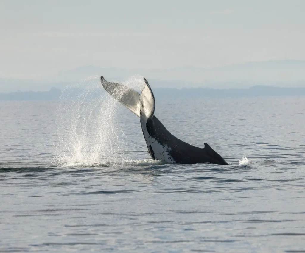 Whale Festival