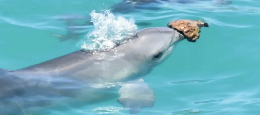 Dolphins swim with Human in Monkey Mia