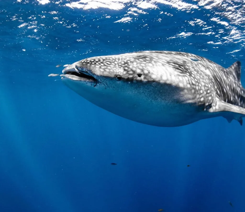 Ningaloo Outlook Program