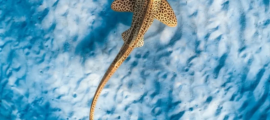 Ningaloo Reef in Whale Shark Conservation