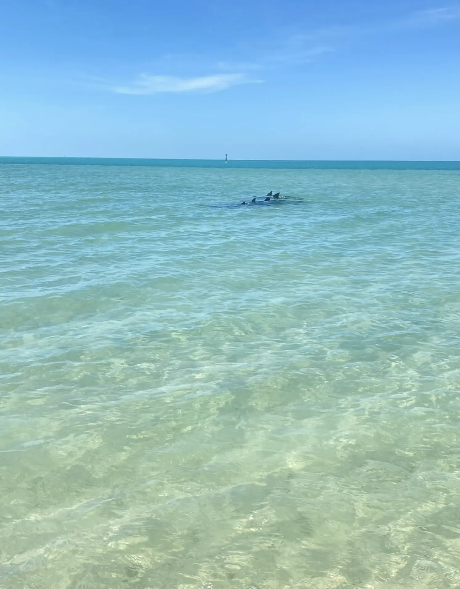 Shark Bay Marine Wildlife