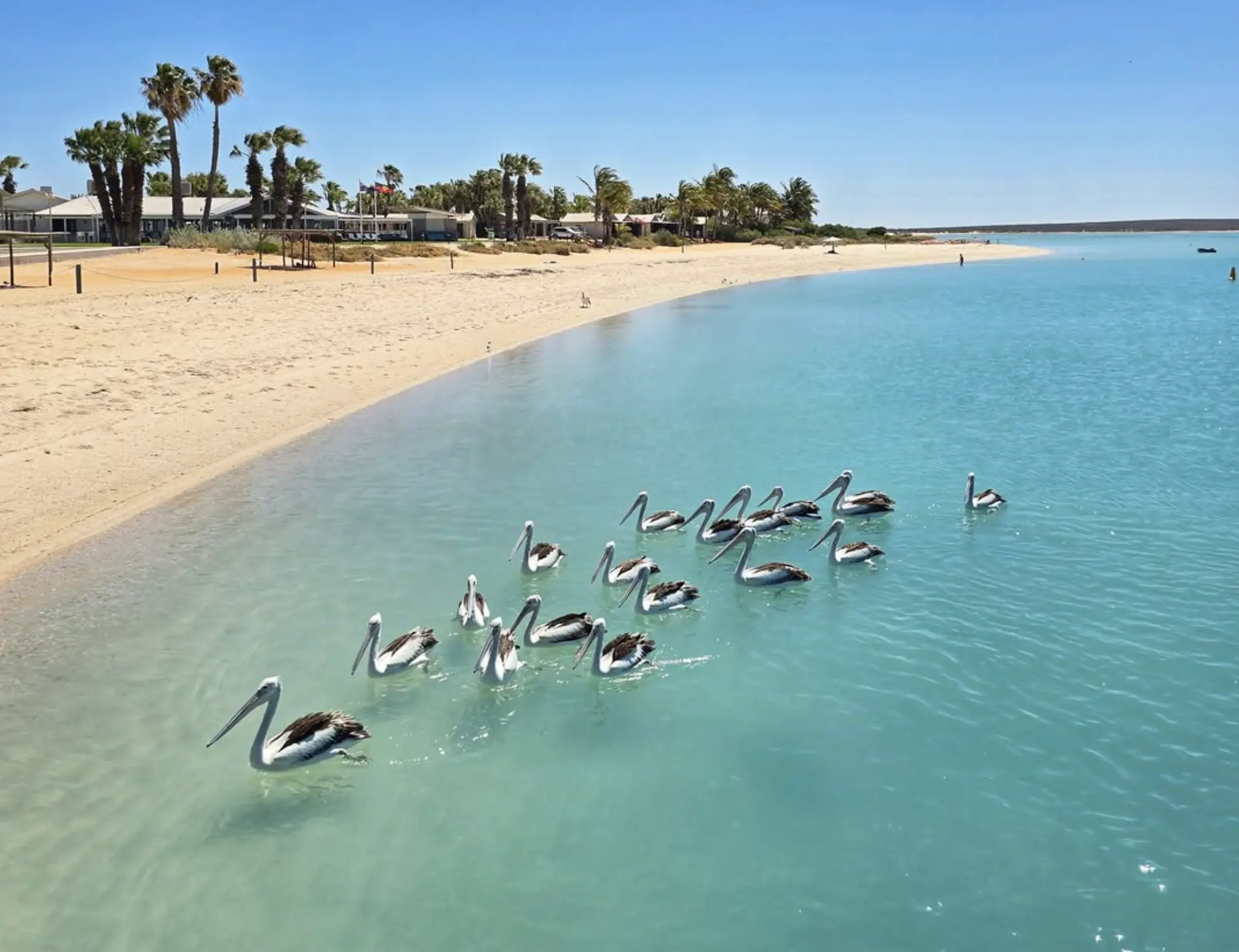 Shark Bay WA wildlife cruises