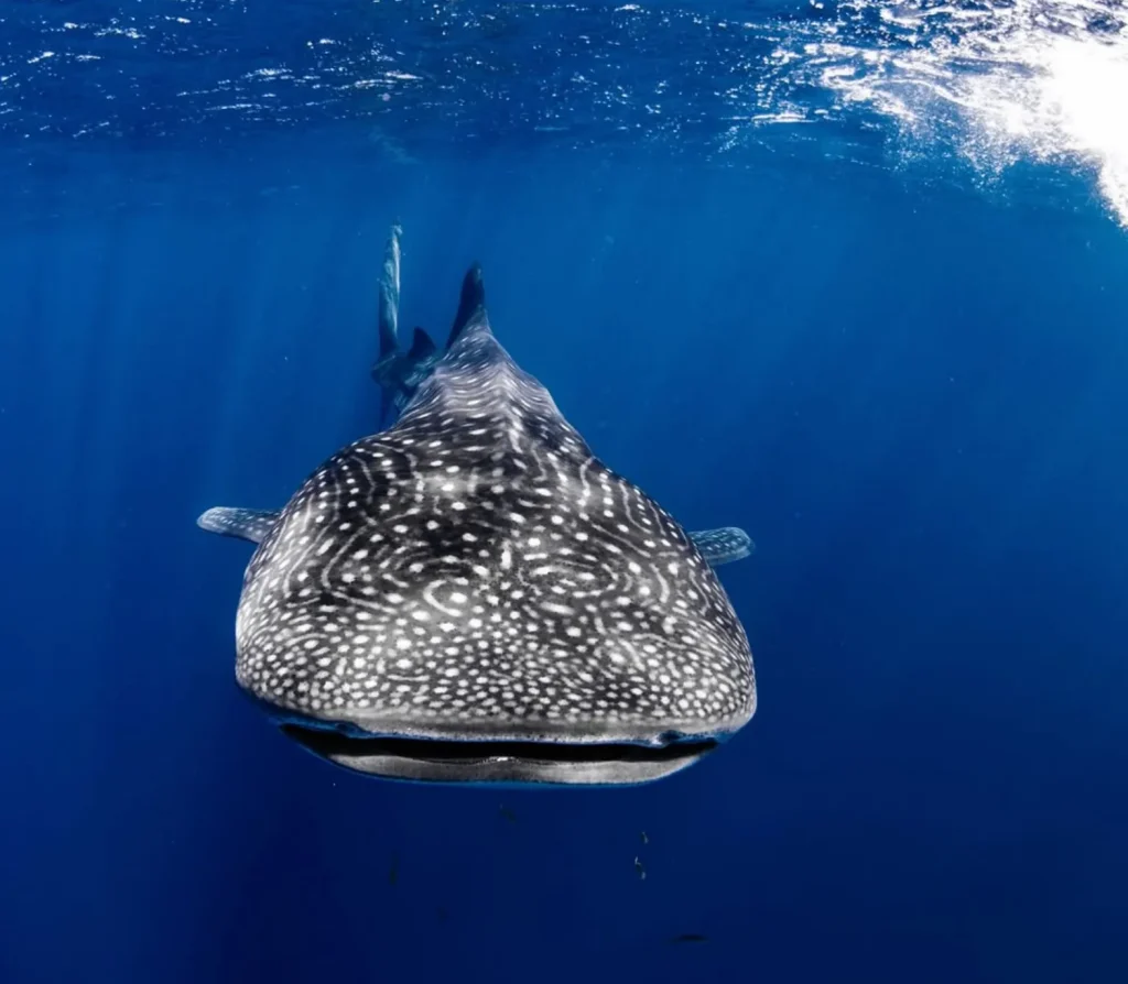 Whale Shark Tours