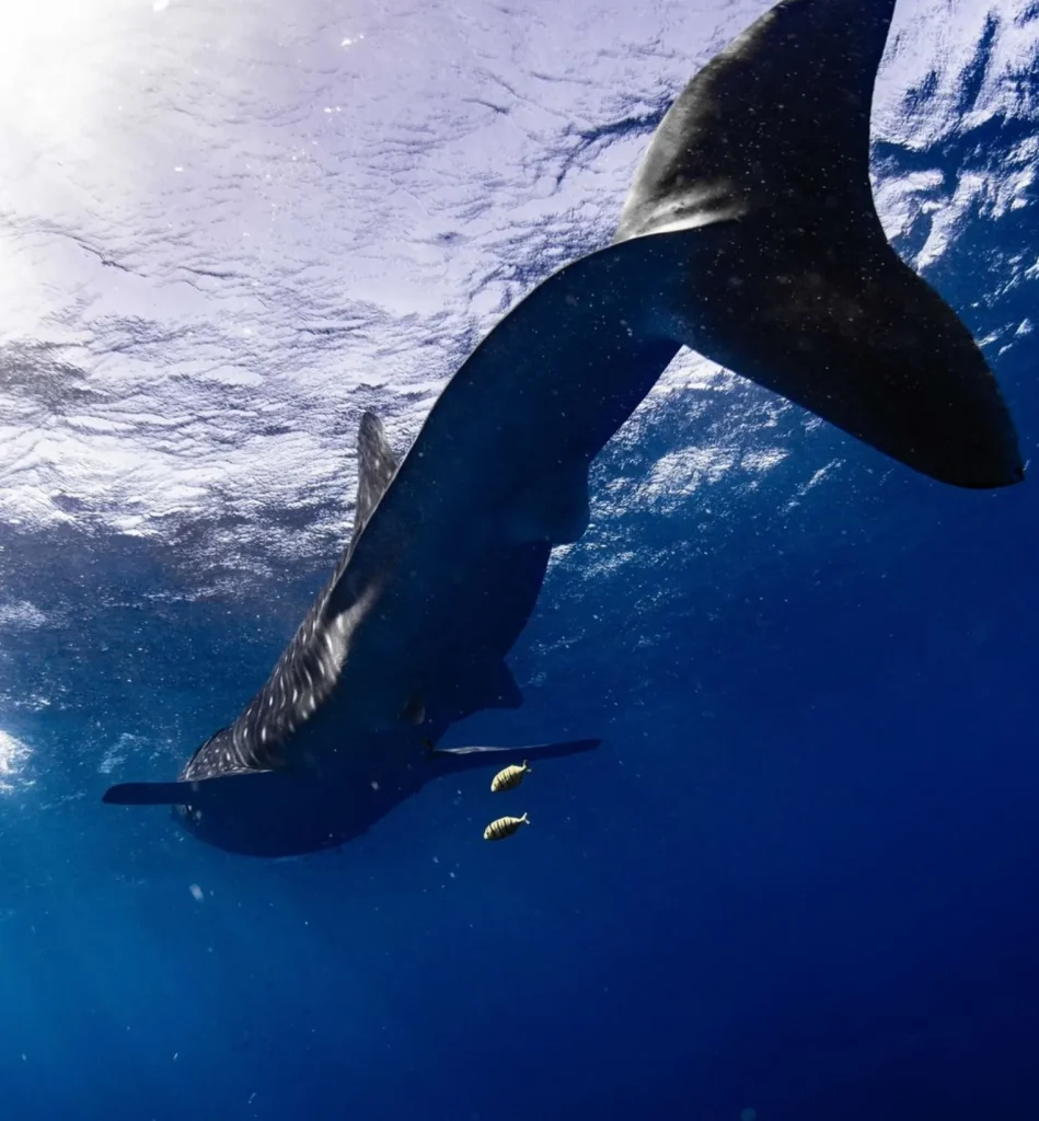 Whale Sharks Research Hub