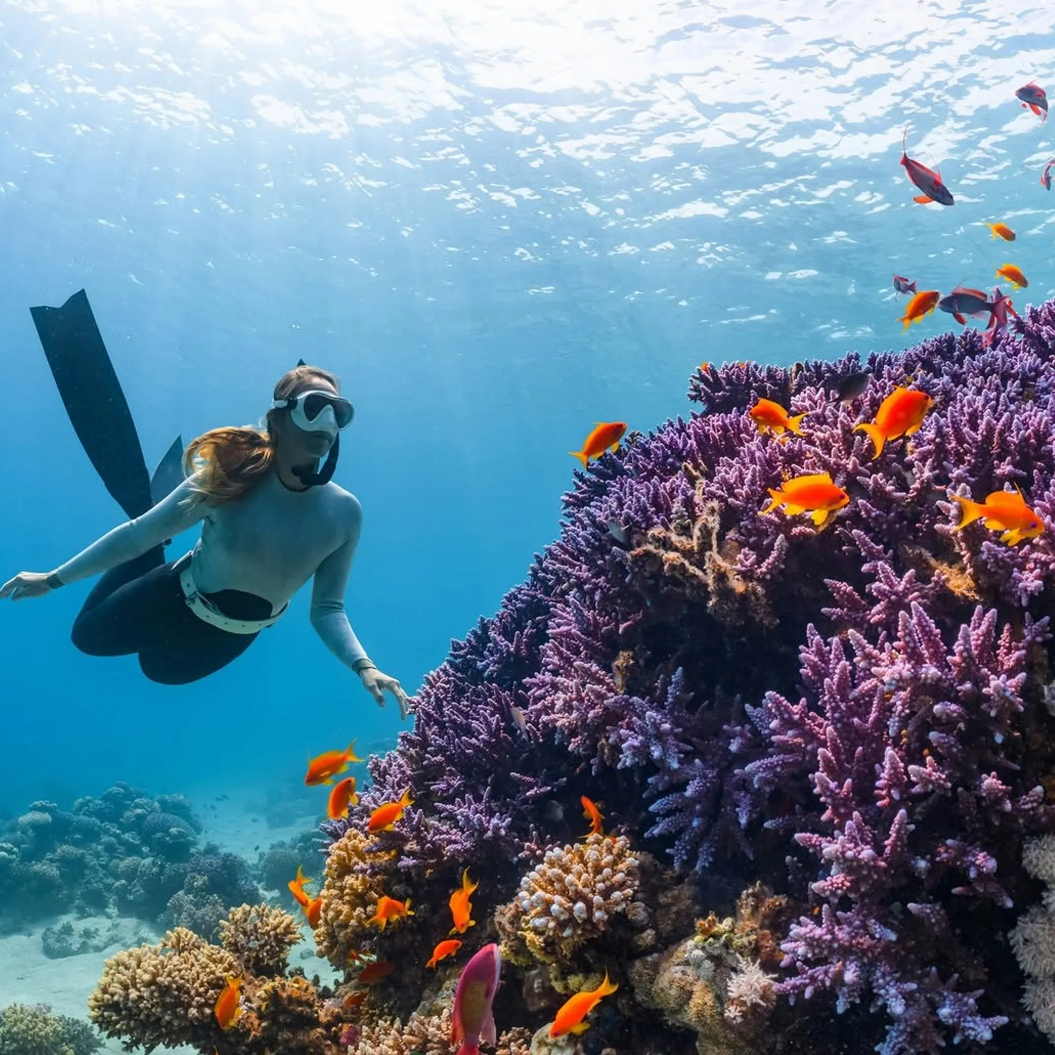 snorkeler exploring clear australian reef