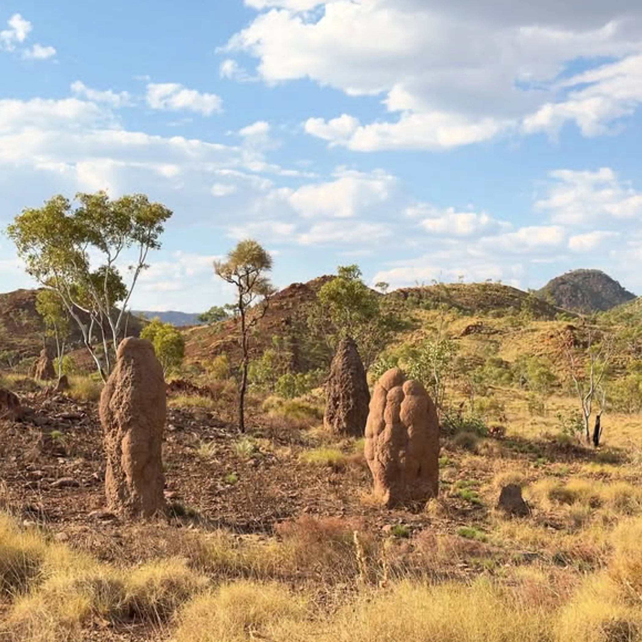 kimberley landscape with termite mounds