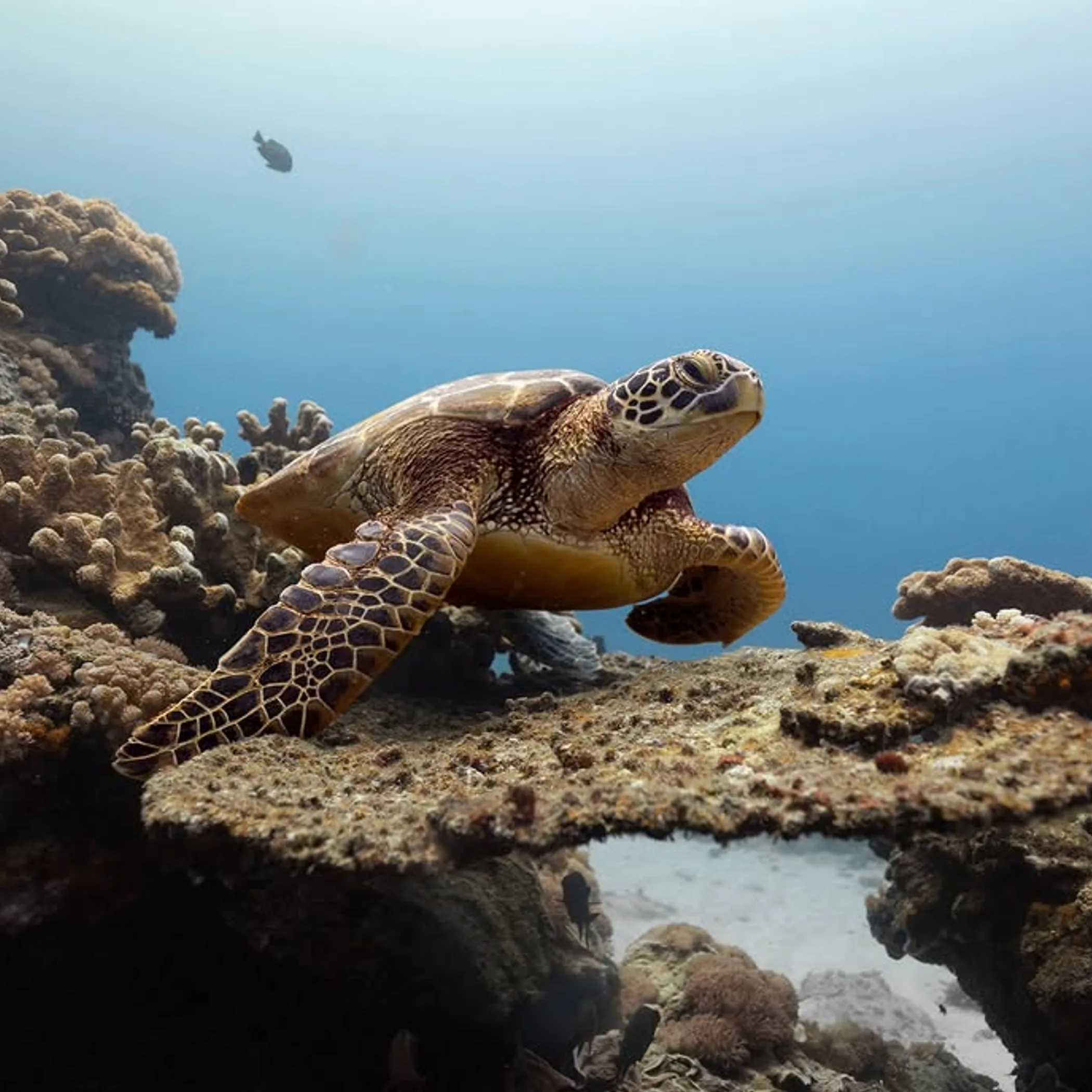underwater reef with turtle swimming