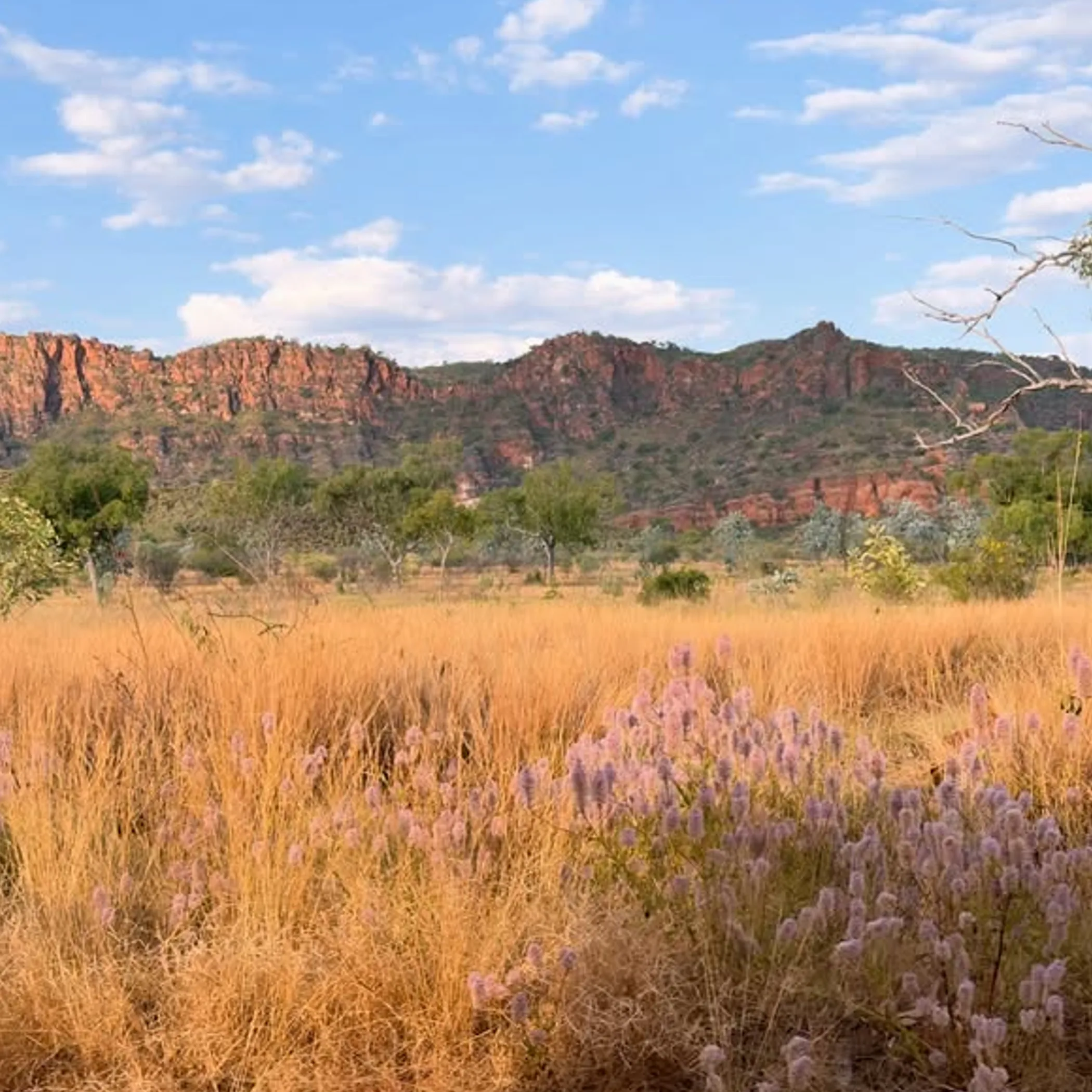 kimberley region dry season landscape