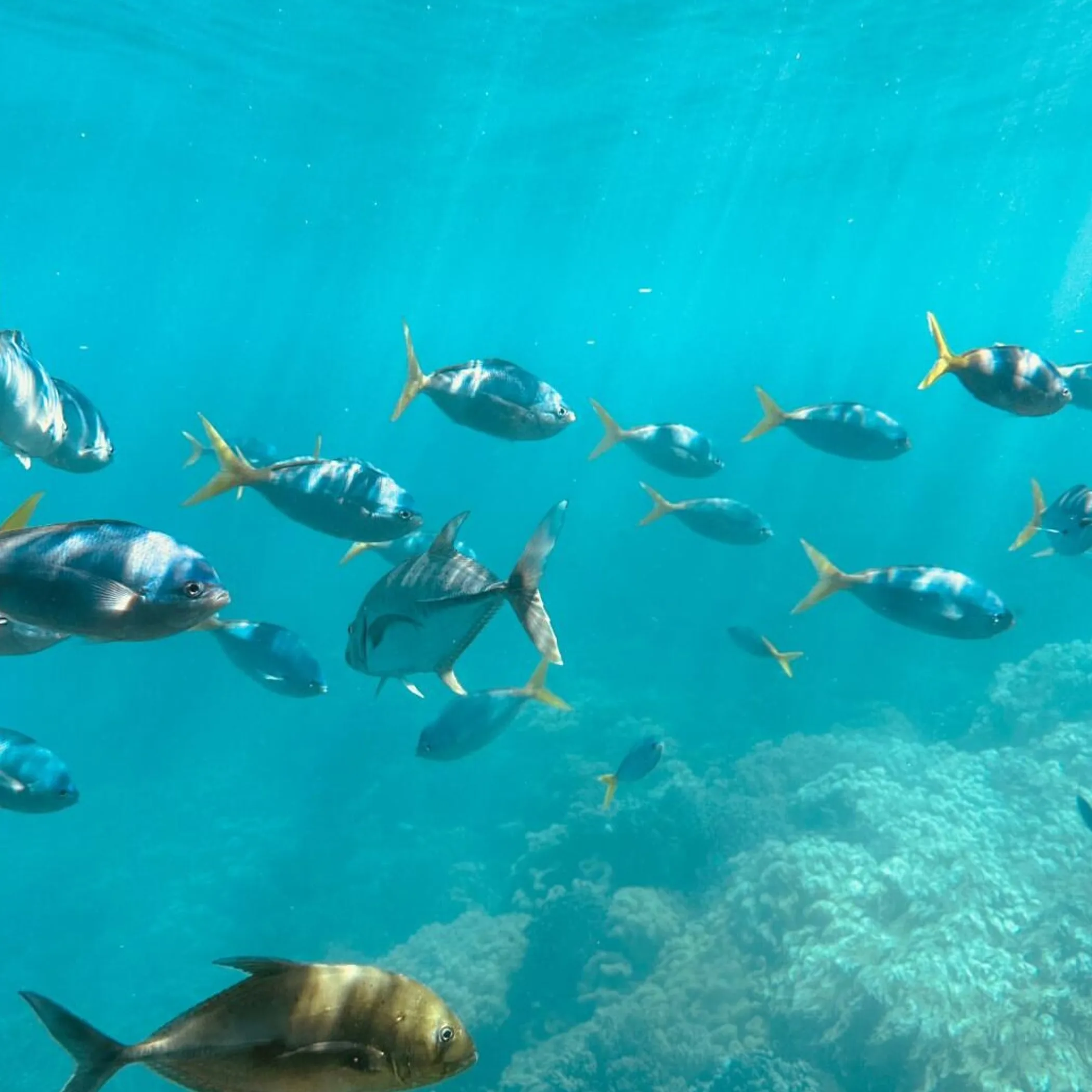 underwater fish swimming near coral reef