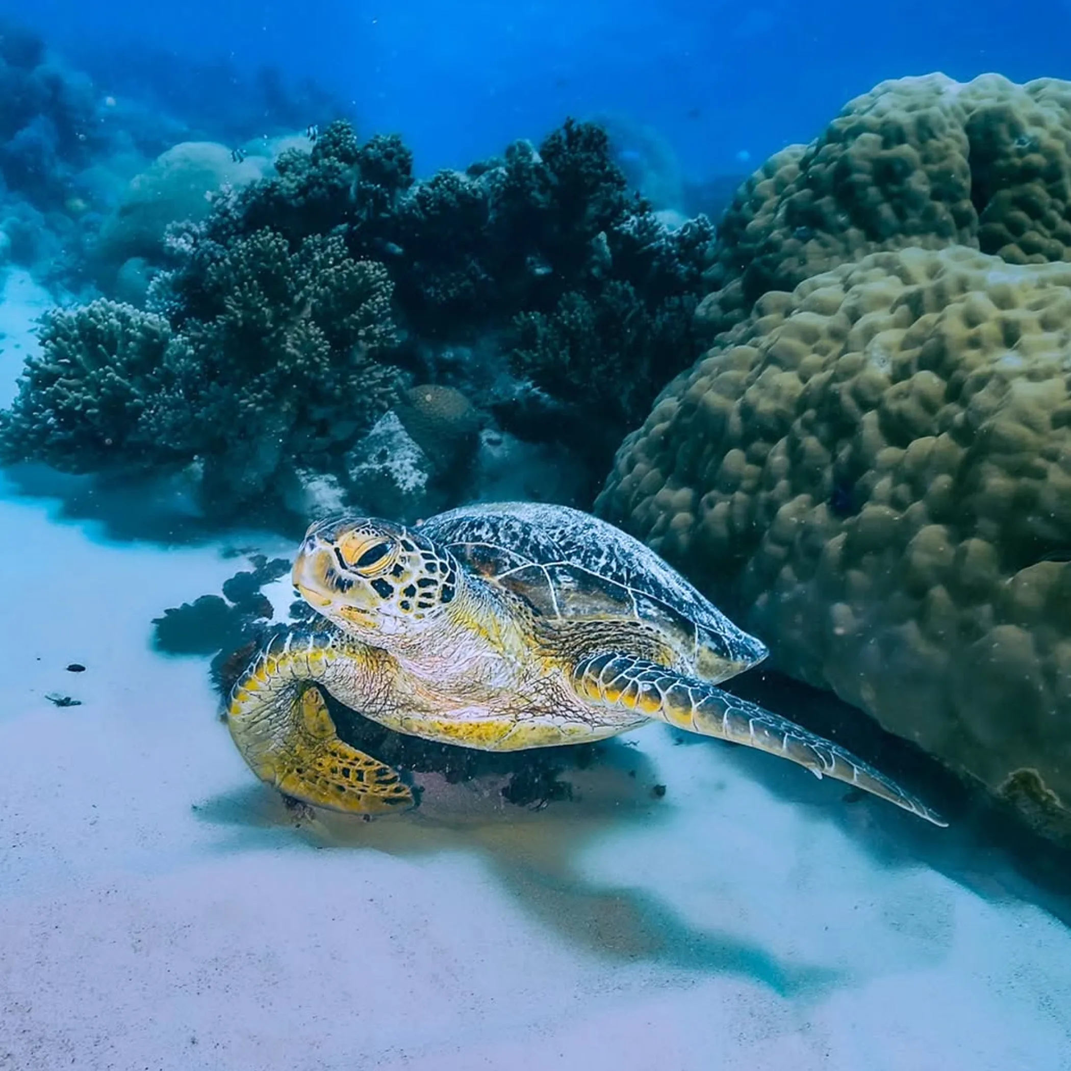 colorful coral and fish underwater