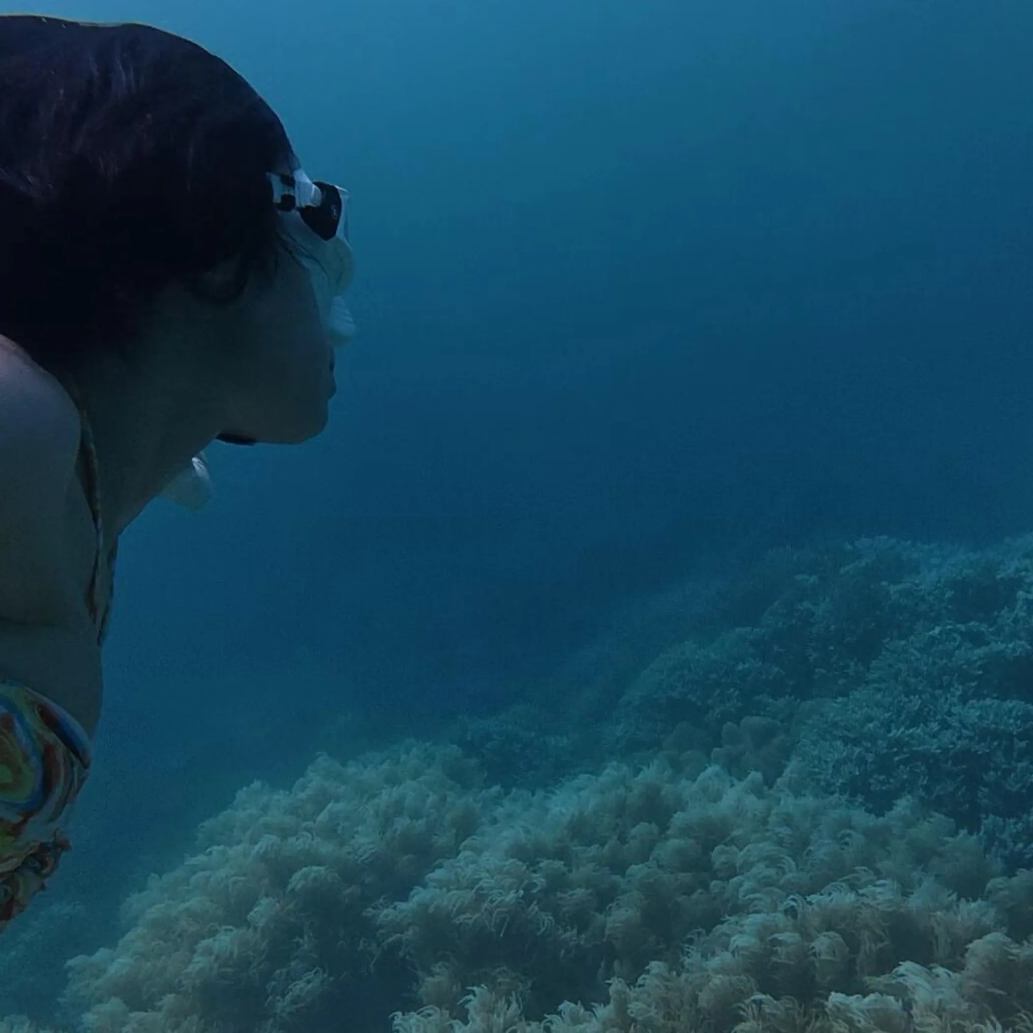 diver swimming near coral reef