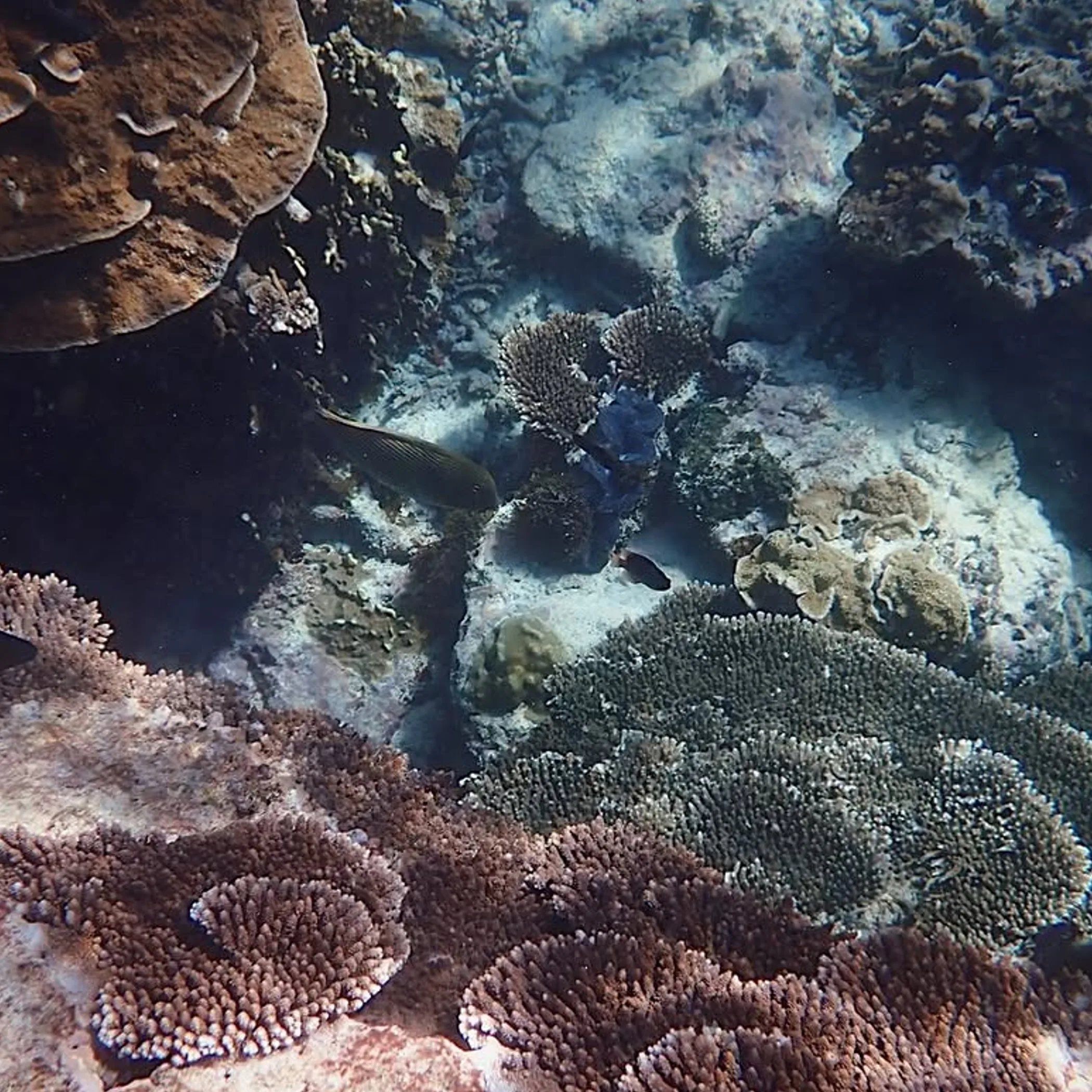 colorful coral reef with fish
