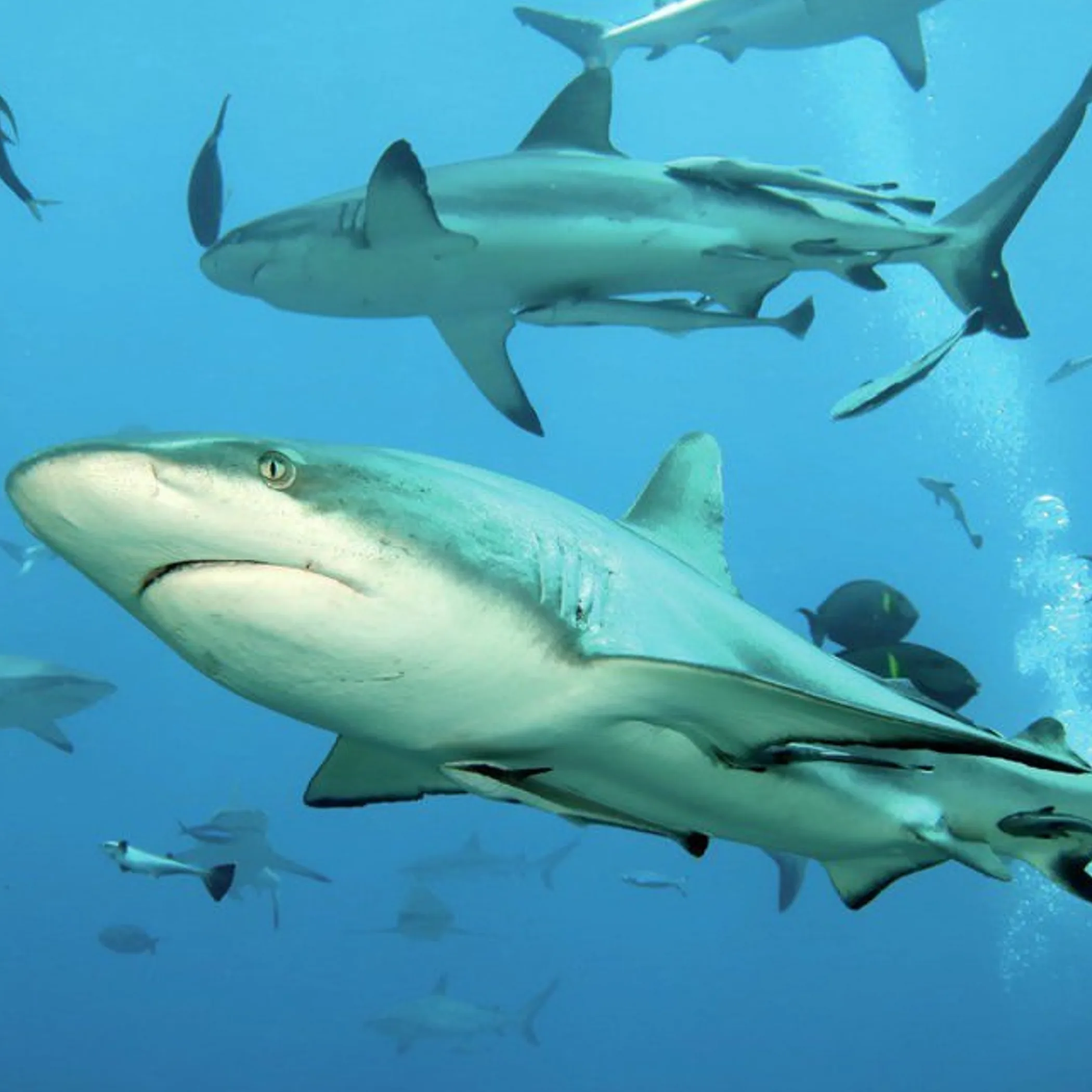 underwater sharks near coral reef